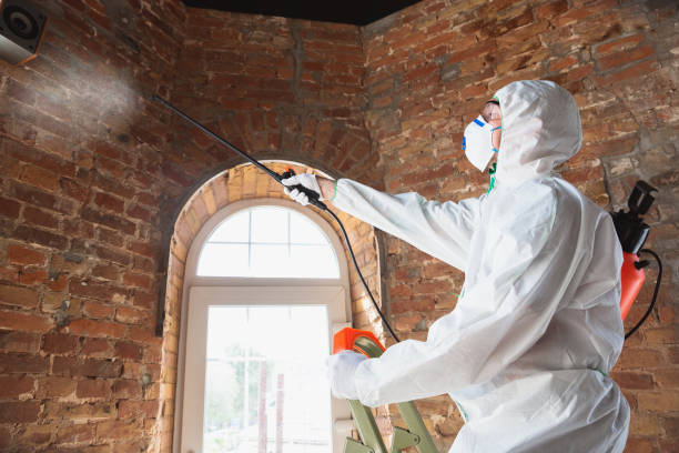 Best Attic Mold Removal  in Ocean Pines, MD